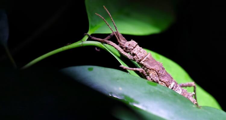 Singapore Travel Blogger Photographer Sharing Photography Tips Macro Insect