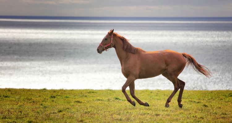 Singapore Travel Blogger Photographer Jetblogger Jensen Chua Sharing Animals Photography Tips