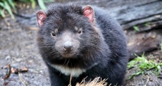 Tasmania self drive itinerary helps make great trip. Inside look different Tasmanian environments