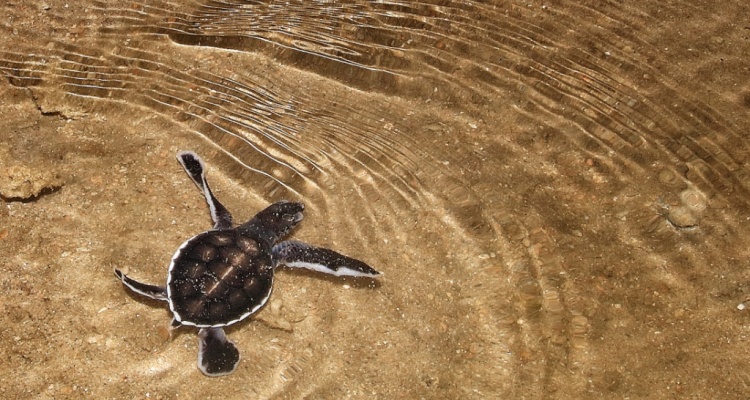 Borneo Ecotourism Libaran Turtle Sanctuary