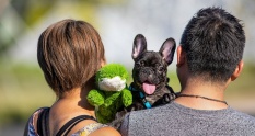 Animal Photography Pet Photoshoot Pet Photos Dog