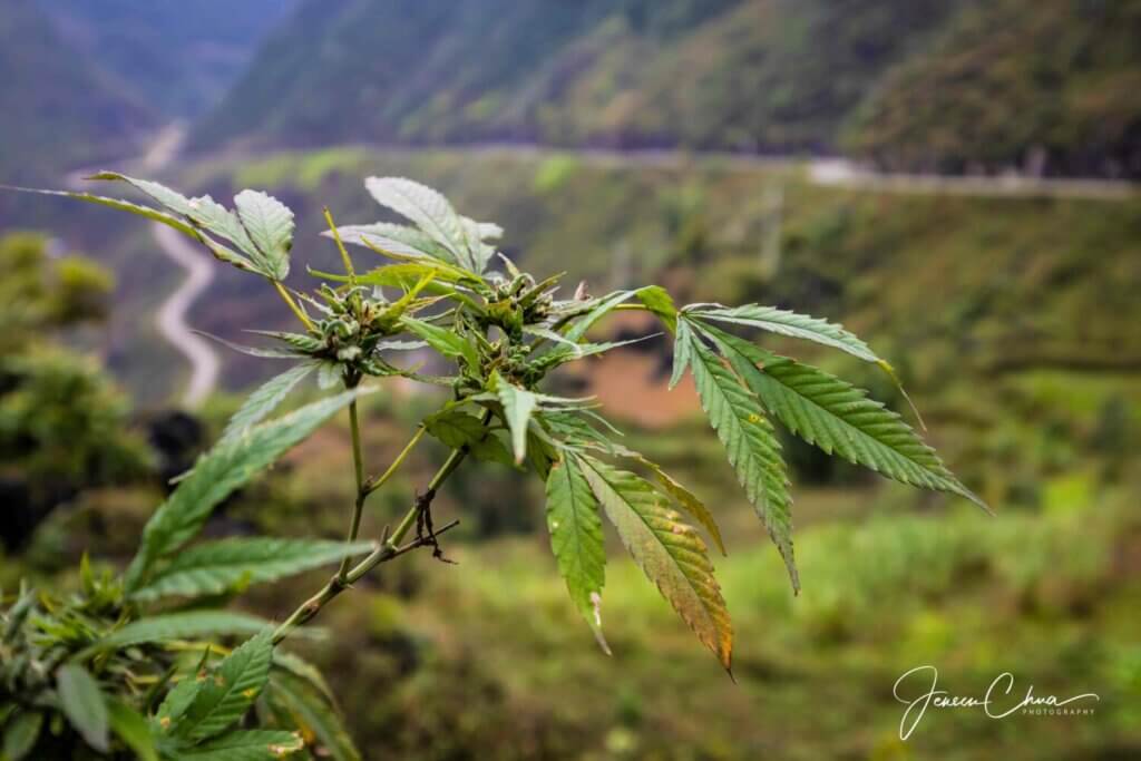 Ha Giang Loop by Private Car Tour