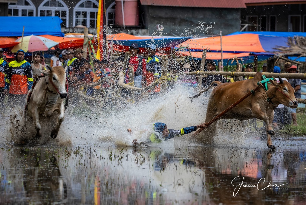 Pacu Jawi in Batusangkar