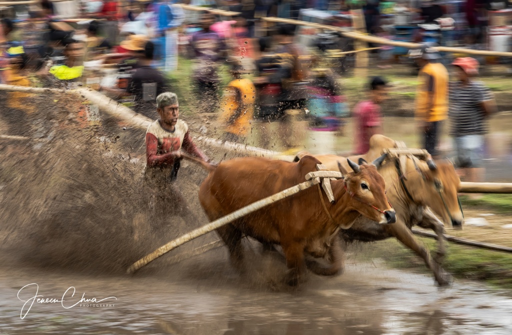 Pacu Jawi in Batusangkar