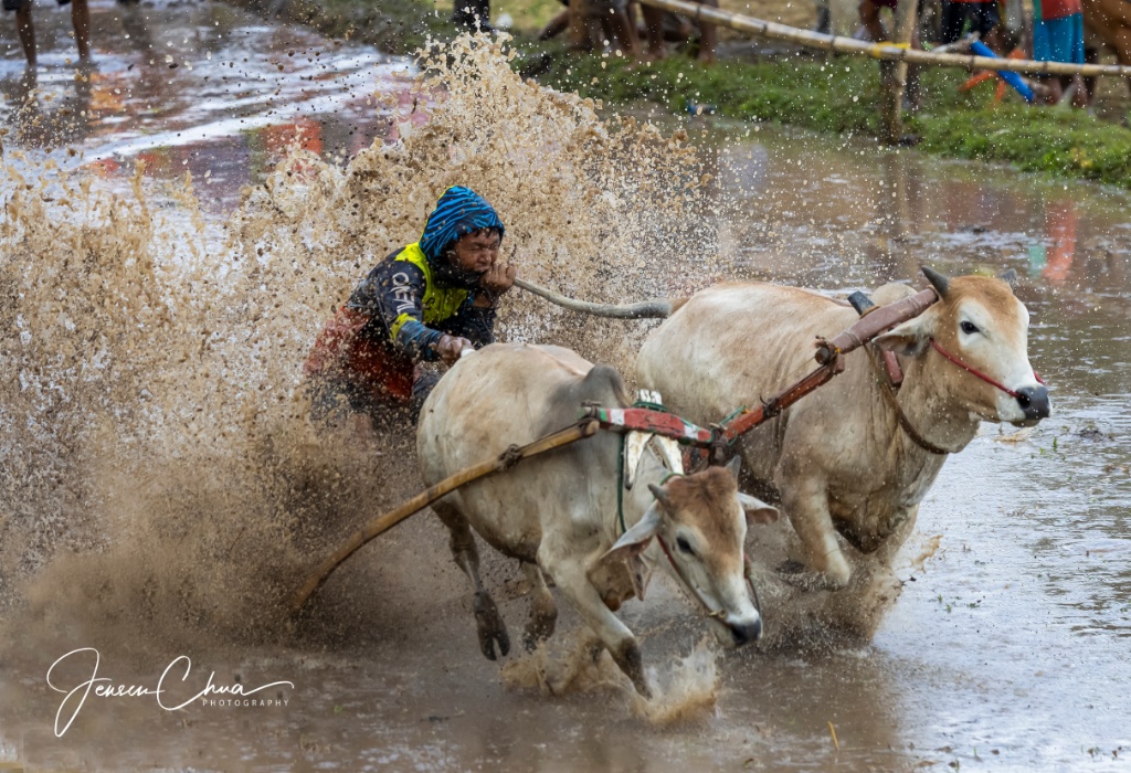Pacu Jawi in Batusangkar