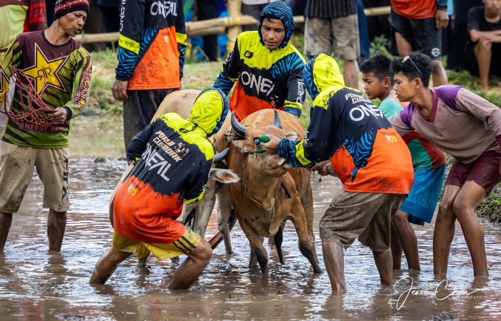 Pacu Jawi in Batusangkar